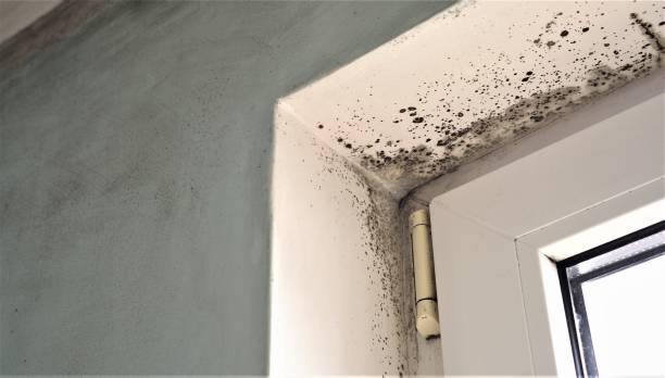 Best Water Damage & Mold Remediation  in Williams, AZ