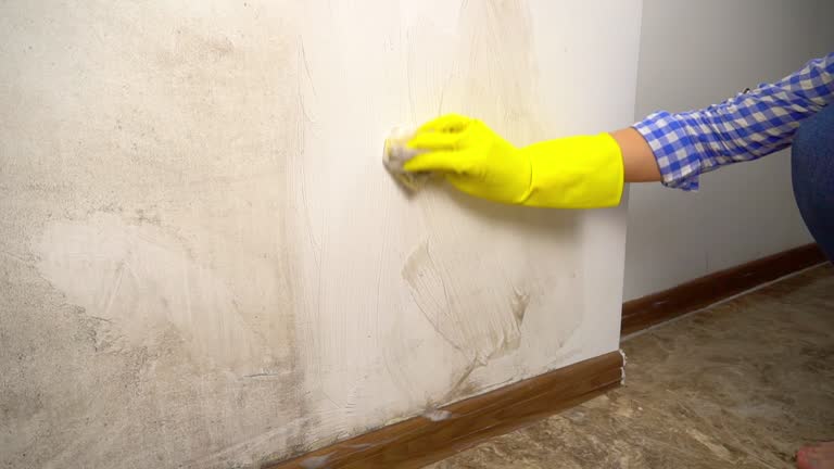 Mold Remediation for Rental Properties in Williams, AZ
